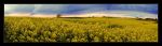 rzepak_panorama.jpg