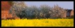 rzepak_wisnie_panorama.jpg