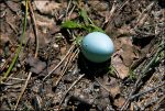niebieskie_jajo.jpg