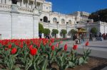 tulipany_pod_capitolem.jpg