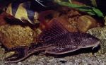 Botia_macracanthus_plecostomus.jpg
